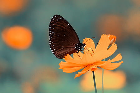 macro shot photography of brown butterfly on yellow flower thumbnail