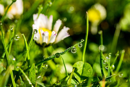 focused photo of daisy flowers thumbnail