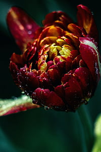 closeup photo of red and yellow tulip flower bud with water droplets thumbnail