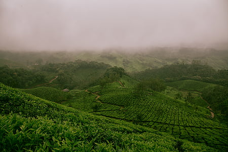 green grass field thumbnail