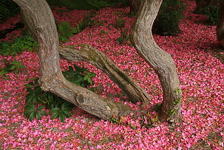 brown tree trunk thumbnail
