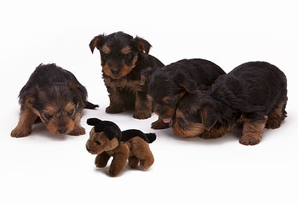 four black-and-tan puppies and black and brown dog plush toy thumbnail