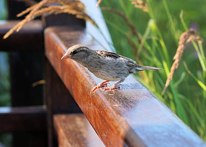 sparrow perching on wooden rail thumbnail