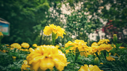 Shallow Focus of Yellow Flowers thumbnail
