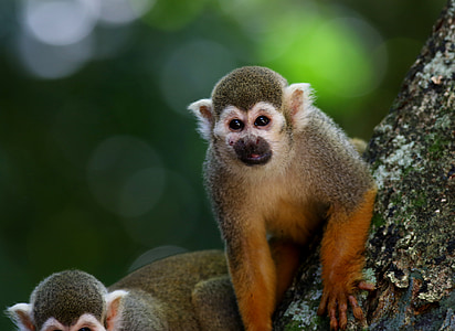 monkey on tree trunk thumbnail