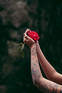 person holding red rose in bloom thumbnail