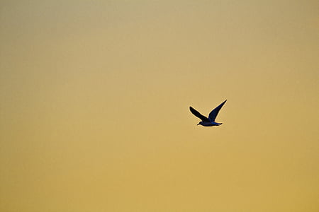 black bird flying on air thumbnail