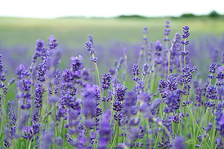 bed of grape hyacinth flowers thumbnail