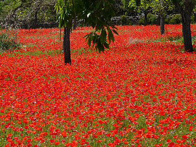 red flower bed with trees during daytime thumbnail