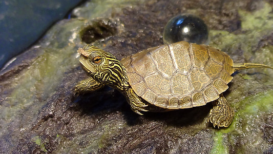 brown turtle near glass ball thumbnail
