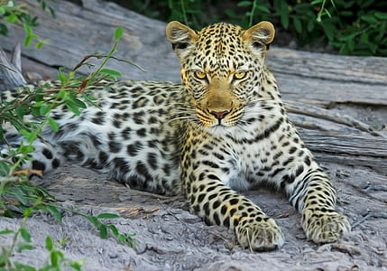 adult leopard thumbnail