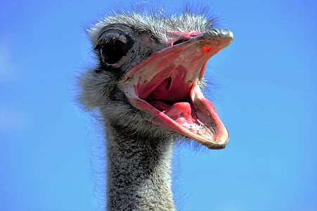 close up photography of ostrich head thumbnail