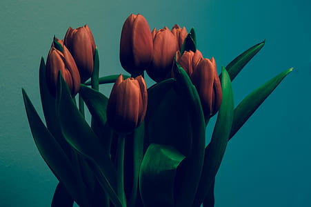 Orange Petaled Flower thumbnail
