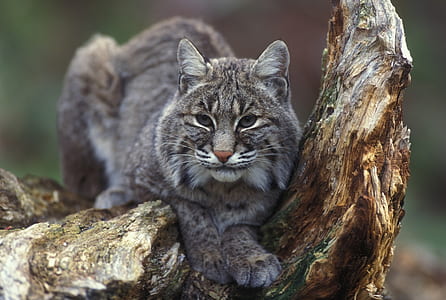 long-furred cat on brown tree thumbnail