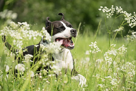 selective focus photography of adult white and black American pit bull terrier running on flower field thumbnail