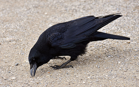 Crow bird on ground during daytime thumbnail
