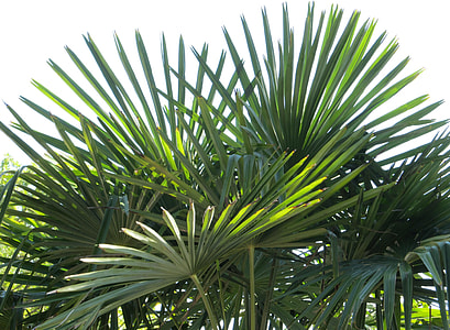 photo of green Sago plant thumbnail