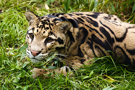 brown big cat on green grass thumbnail