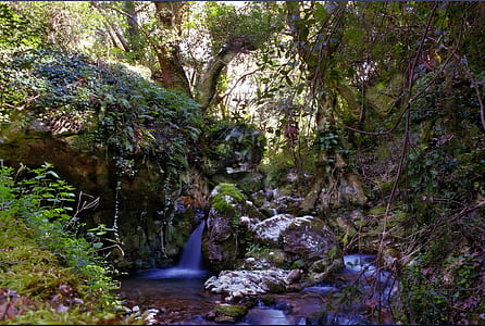 river and rock inside the forest at daytime thumbnail