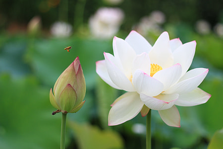 selective focus photography of white semi-double petal flower beside flower bud thumbnail