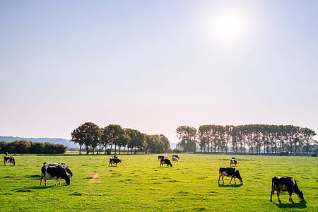 herd of cows on green grass field under blue sky thumbnail