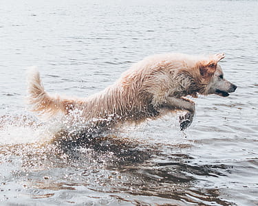 Long-coated Brown Dog on Body of Water thumbnail