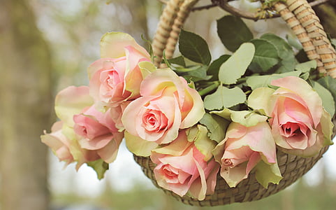 closeup photo of pink rose arrangement thumbnail