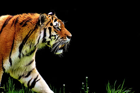 orange, white, and black tiger thumbnail