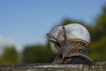 brown snail thumbnail