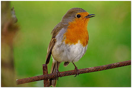 orange and gray bird selective focus photography thumbnail
