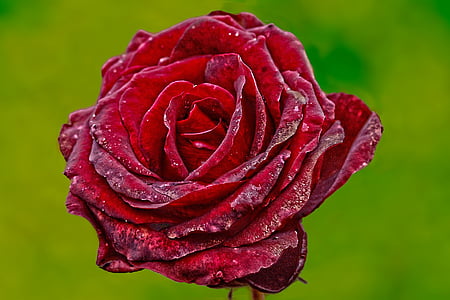 red rose thumbnail