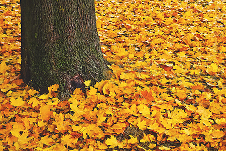 Fall tree leaves on the ground in forest thumbnail