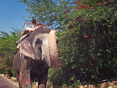 brown elephant beside green trees during daytime thumbnail