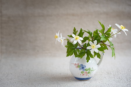 white petaled flowers thumbnail