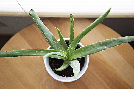 aloe vera thumbnail