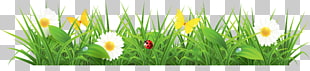 Euclidean Spring Pixabay, Grass Ground with Flowers , ladybug on grass PNG clipart