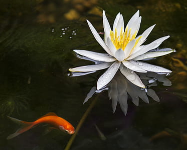 koi fish near white water flower in bloom thumbnail