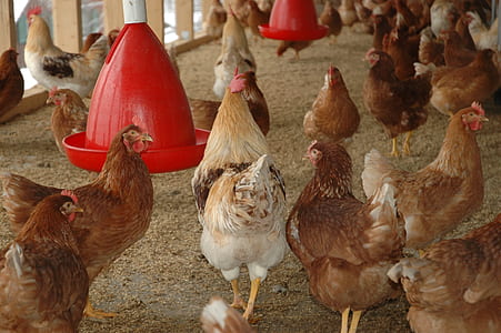 brood of hens thumbnail