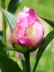 close-up photo of pink flower bud thumbnail