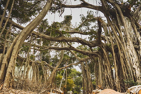 brown trees under gray sky thumbnail