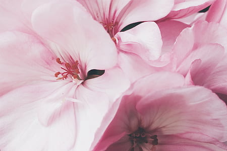 close-up photography of pink orchid flowers thumbnail