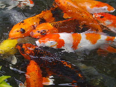 school of koi fishes thumbnail