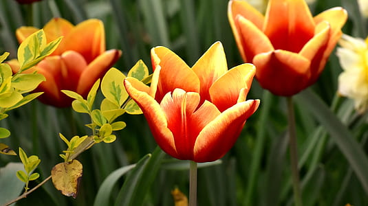 closeup photo of orange flowers thumbnail