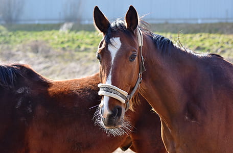 brown and white horse thumbnail