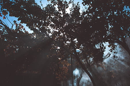Low Angle Photography of Trees thumbnail
