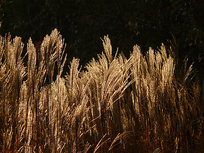 Miscanthus, Miscanthus Sinensis thumbnail
