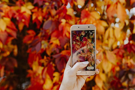 The woman takes a picture of the autumn leaves with her phone thumbnail