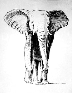 elephant sketch thumbnail