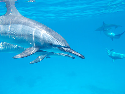 dolphins underwater during daytime thumbnail