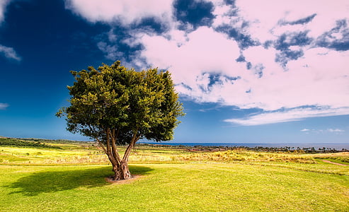 green leafed tree during day time thumbnail